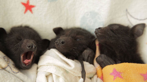 literalmeaning:  boredpanda:Orphaned Baby Bats At This Australian Bat Hospital Are Too Adorable  So bats really do like staying in a cleavage athpluver