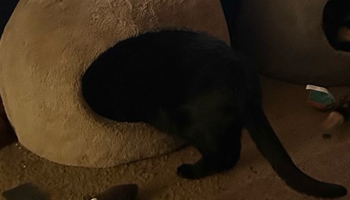 Pink & Black Toe Beans, Black Paws, Black & Pink Ears, Black Tail, Gold Eyes, These Were The Ingredients