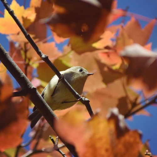 Ruby-crowned Kinglet(Regulus calendula)