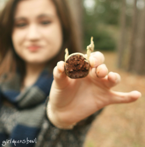 Golden Snitch  The Truffle Cottage