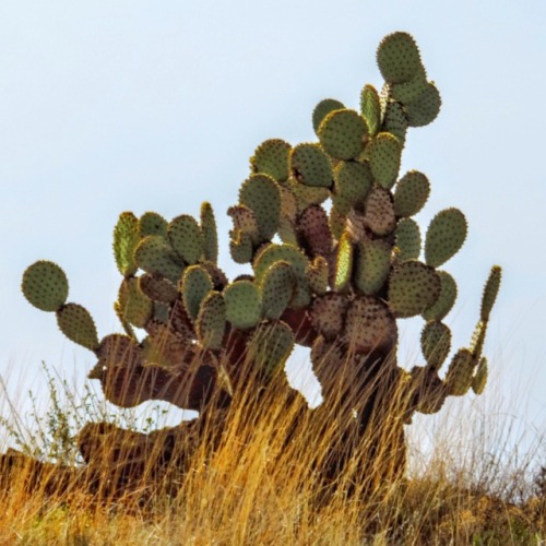 Nopal Cactus (Opuntia spp.), Yavapai County, Arizona, 2014.