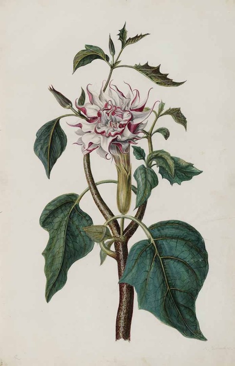 Jan Moninckx, Datura, 1686-90. Watercolor on parchment. Part of the Moninckx Atlas. Netherlands. © U