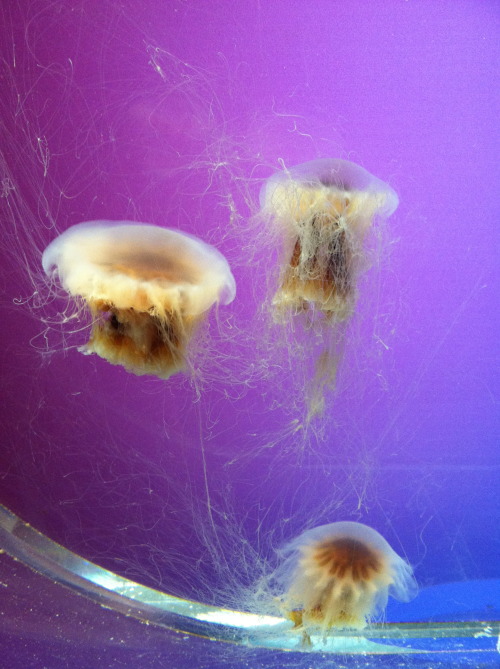 What nice little jellyfish. (I do wonder how they keep their tentacles from getting tangled up)