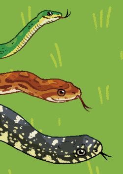 william-snekspeare:some snakes 