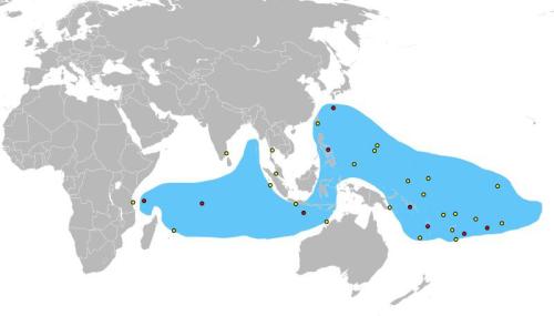 andthenrealitycrashesthrough:
dotraz:

mapsontheweb:

Range of the coconut crab


Empire 