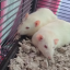 a-dysfunctional-rat