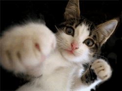 cutsycats:  You wanna fight…