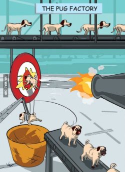 9gag:  The art of making pugs !