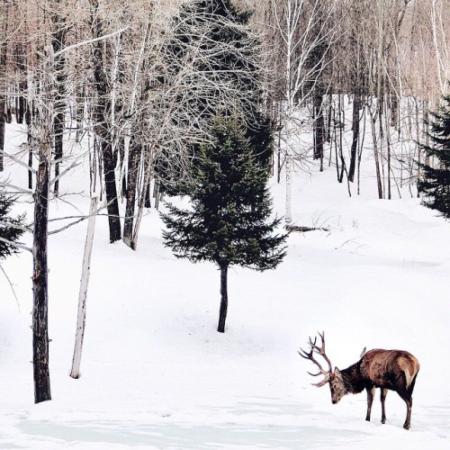 simply-divine-creation:  Lily Rose 