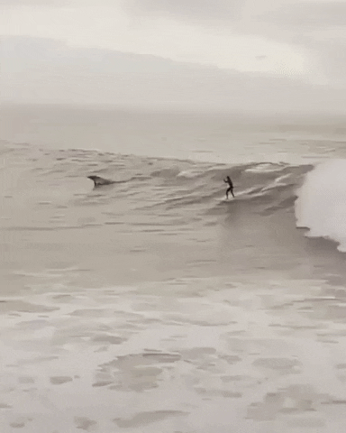 cbssurfer:sharing with locals 