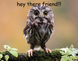 spookyjoe:  saw-whet owls are very cute 