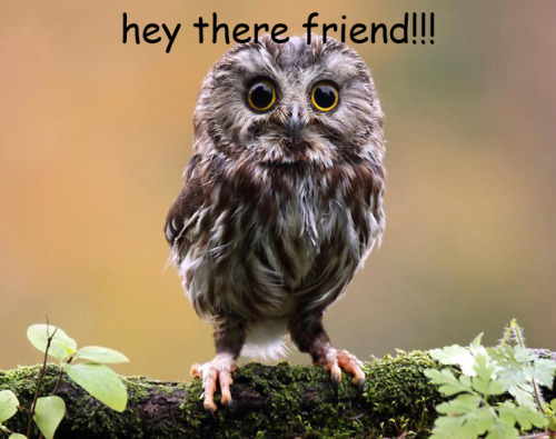 spookyjoe:saw-whet owls are very cuteJust one more reason to love owls.