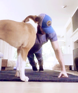 stan-evans:“I snagged [Dodger] and he’s such a good dog. They aged him at about