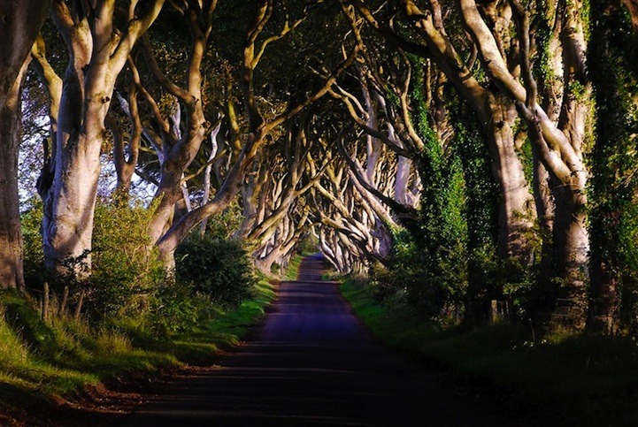 taktophoto:  The Dark Hedges Ireland’s Beautifully Eerie Tree-Lined Road 