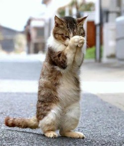 Dear God, please keep all the fools far far away from me today. Thank you most sincerely, Kitten.