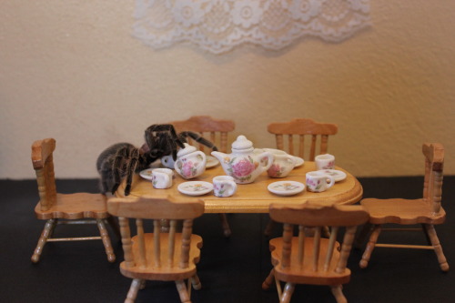 atomicbritt: kaible: sir-p-audax: I had a tea party with Ophelia. She wanted to tip over the sugar j