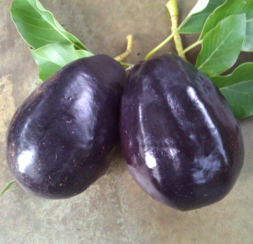 biodiverseed:COLD-HARDY AVOCADOSPictured:Persea americana ‘WilmaTM&rsquo; [hardy to -9.5˚ 