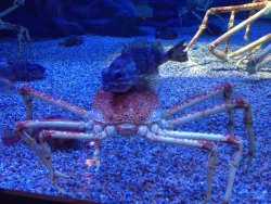 animals-riding-animals:  fish riding crab 