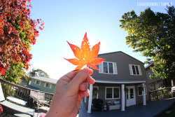sleeping-stfu:  cuddlinqliam:  canadianwbu:  its october and the leaves aren’t even falling off the trees yet wtf canada ((i plucked this one from the red tree on the left))  ITS AN ORANGE MARIJUANA LEAF AYOOOO  I KNOW CANADA IS SO FUCKED UP RIGHT NOW