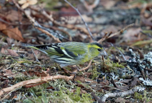 Eurasian siskin/grönsiska.