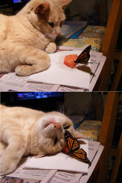 diaryof-alittleswitch:  suifaeles:  Cat’s all like haaaaaaayy little duuuuude and the butterfly is like tibbles you whore get off my melon  XD the comment. Lol 