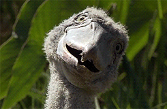 whiny-sugar-glider:   BBC Earth - Africa         Shoebills are awesome.       Dinosaauuurss