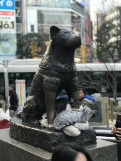 awwww-cute: Hachiko with some friends (Source: