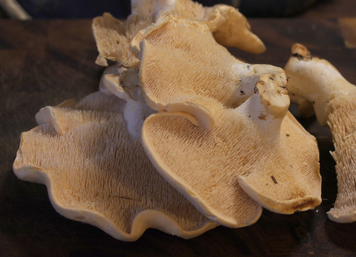 Hedgehog mushrooms have these amazing little spines instead of gills. <3