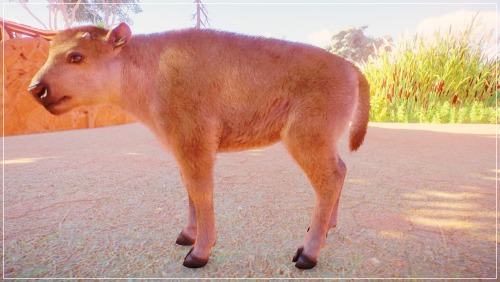 Some Photos From My Australia Themed Zoo!KoalaRed KangarooDingoSouthern CassowaryCassowary ChicksFlamingo