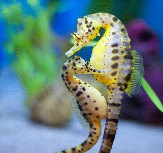 rhamphotheca:  The Secrets of Seahorse Success by Sid Perkins How does the seahorse,
