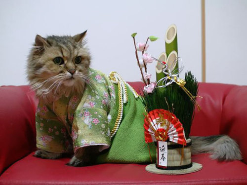 boredpanda:    Cats In Kimonos Are A Thing In Japan  