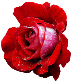 transparent-flowers:  Red Hybrid Tea Rose
