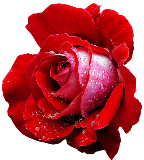 XXX transparent-flowers:  Red Hybrid Tea Rose photo