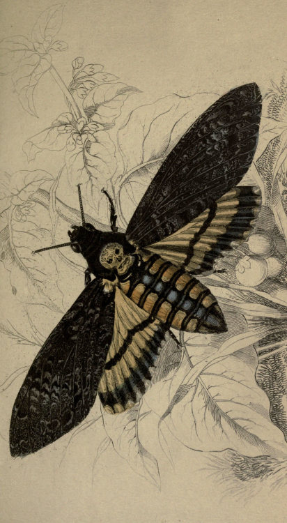 redlipstickresurrected:Death’s Head Hawkmoth aka Acherontia Atropos is a species of Lepidopter
