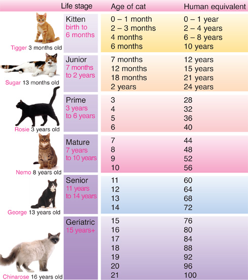how old are cats in human years chart