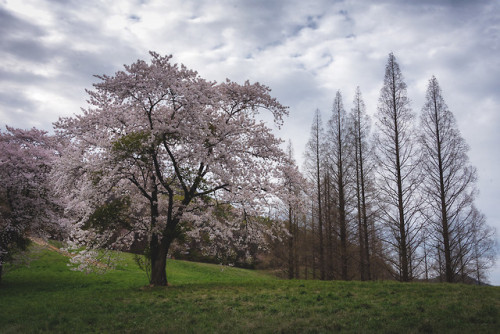 Springtime at Yongbiji Reservoir, Seosan.