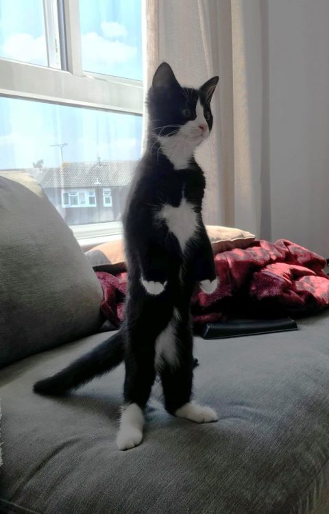 sixpenceee:  Cats can stand on hind legsSource