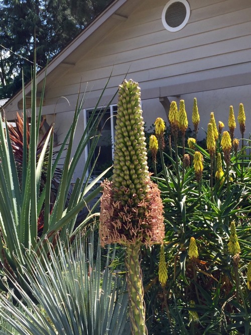 It started blooming yesterday!