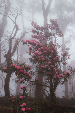 expressions-of-nature:  Fighting through the forest fog, Nepal by Dmitry Kupratsevich