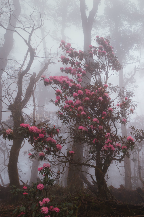 expressions-of-nature:
Fighting through the forest fog, Nepal by Dmitry Kupratsevich 