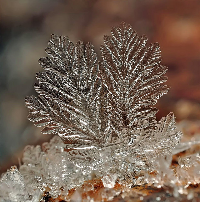 opticallyaroused:  Snowflake
