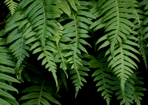 flowerfood:Fern on a Sauvie Island Tree by russell.tomlin on Flickr.