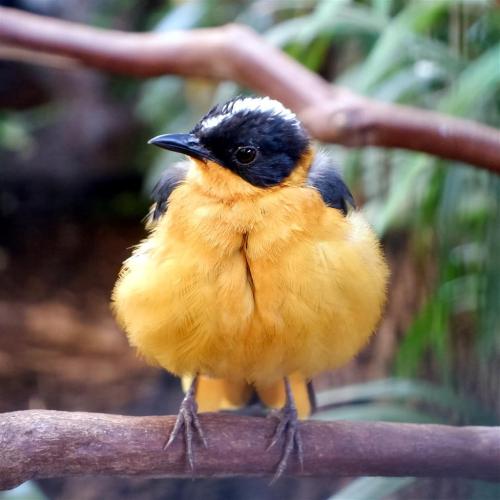 Snowy Crowned Robin Chat.