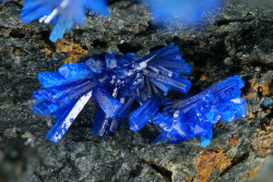 underthescopemineral:  Linarite     PbCuSO4(OH)2Locality:Gelbe Birke Mine, Beierfeld, Grünhain-Beierfeld, Schwarzenberg District, Erzgebirge, Saxony, Germany  Field of View: 3 mmBlue linarite crystals. Collection and photo: Stephan Wolfsried.    