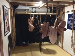 thevertigonetwork:  Kinbaku Naka AkiraModel