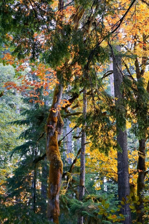 feet-of-clay:Giant maples among the fir