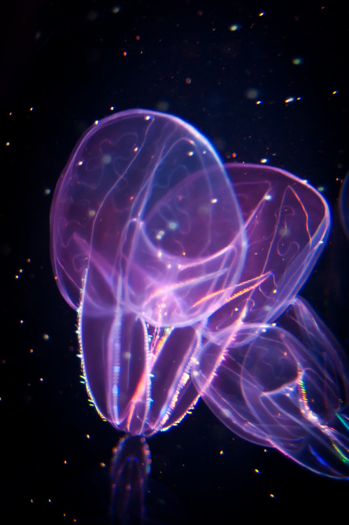 mooonjellies:Martin Sedaghat