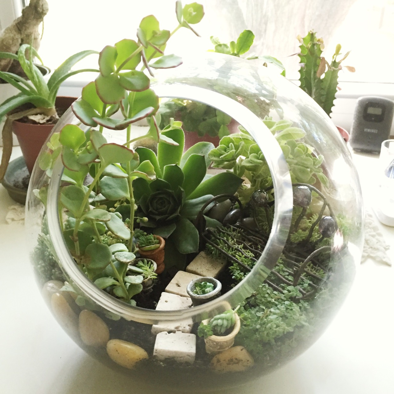 enlightenedromantic: I have a plant problem…