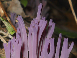 gothmoth64:Violet coral fungi (Clavaria zollingeri)