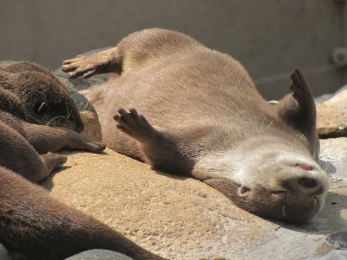 little-scribblers-heart: ainawgsd: Sunbathing Otters @ricca-raccoon